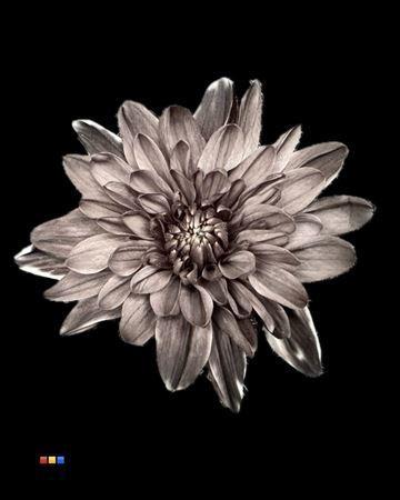 Chrysanthemum Indicum Grp tros kas kleurbehandeld H%