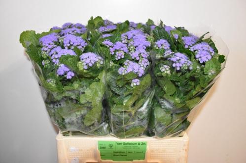 Ageratum houstonianum 'Blue Planet'