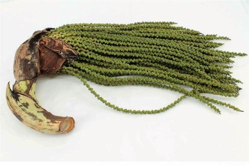 Caryota mitis