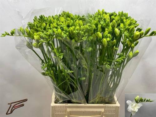 Freesia dubbelbloemig 'Volante'