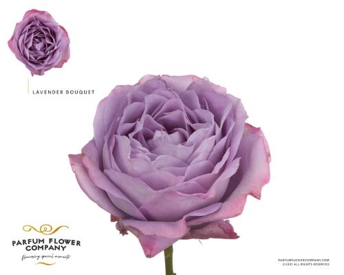 Rosa grootbloemig overig