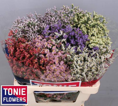Limonium sinensis Diamond gemengd