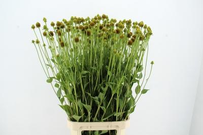 Rudbeckia overig