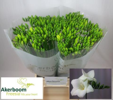 Freesia 'Alba River'