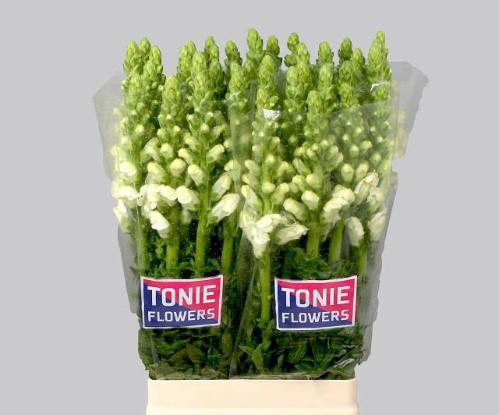 Antirrhinum majus 'Maryland White'