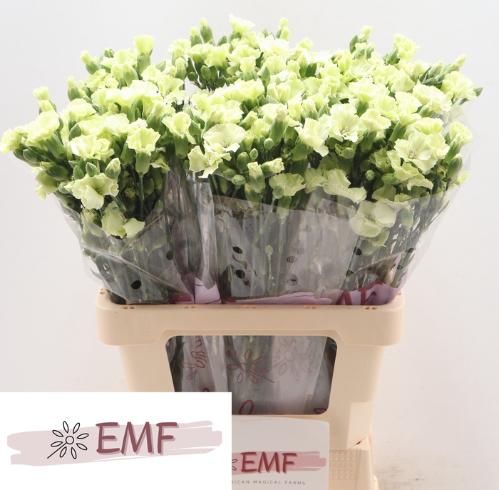 Dianthus Solomio Bern