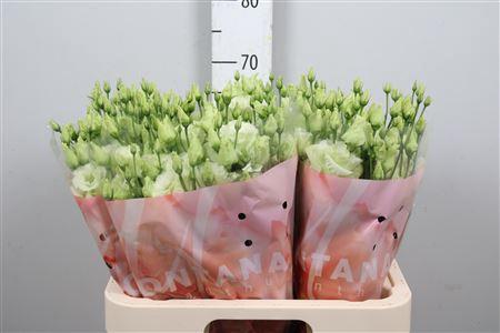 Eustoma russellianum gevuldbloemig 'Alissa Green'