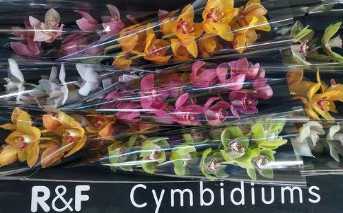 Cymbidium grootbloemig per tak gemengd