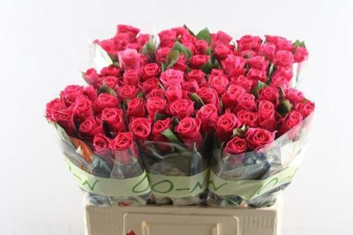 Rosa grootbloemig Tacazzi+