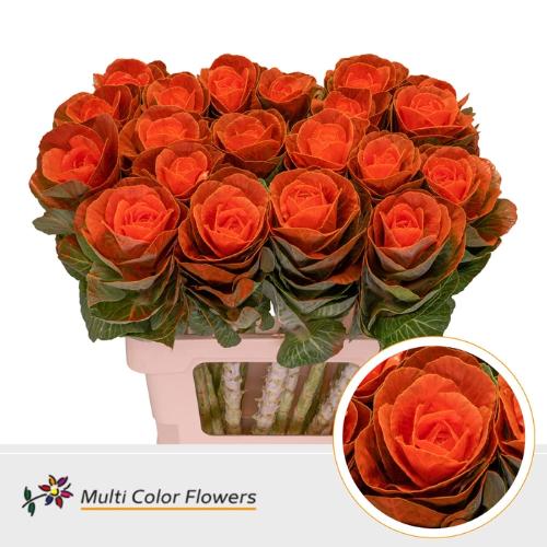 Brassica oleracea kleurbehandeld H%