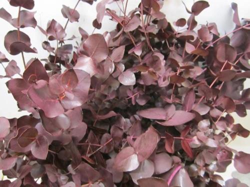 Eucalyptus cinerea kleurbehandeld per bos H%