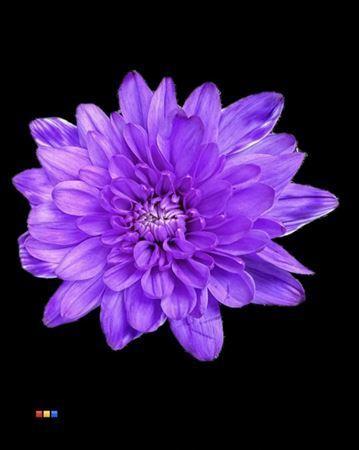 Chrysanthemum Indicum Grp tros kas kleurbehandeld H%