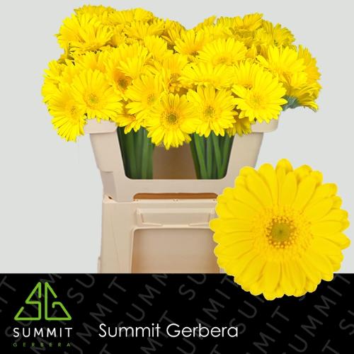 Gerbera mini Moreno