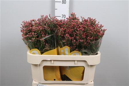 Limonium sinensis Maxima Diamond