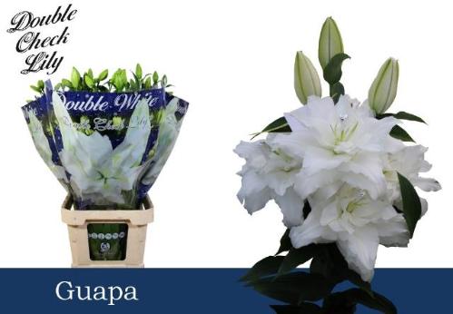 Lilium (Oriental Grp) dubbel 'Guapa'