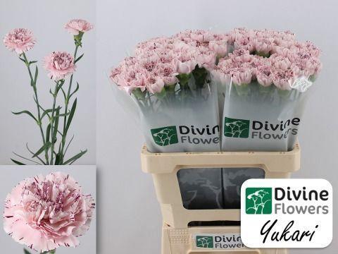 Dianthus standaard Yukari