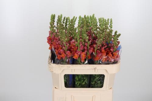 Antirrhinum majus 'Antibes Orange'