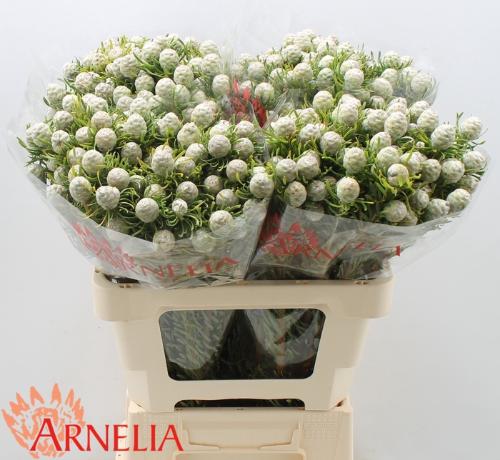 Leucadendron linifolium 'Jade Pearl' (vertakt)