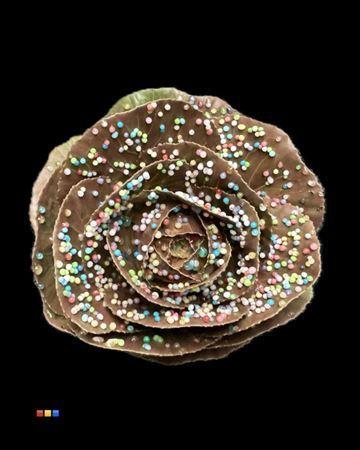 Brassica oleracea kleurbehandeld H%