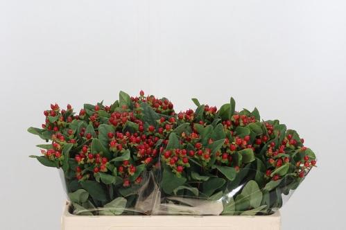 Hypericum androsaemum overig