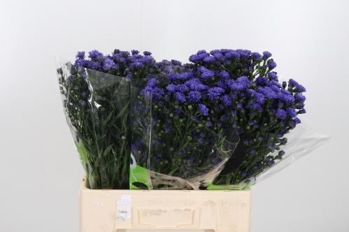Aster Novi-belgii Grp Astee Dark Milka
