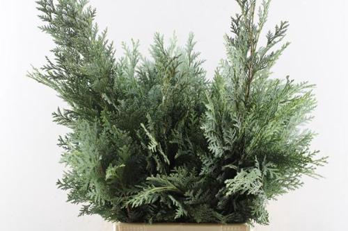Chamaecyparis lawsoniana 'Alumii' per bos