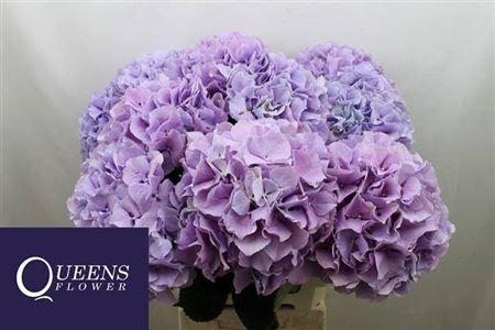 Hydrangea macrophylla Royal Benefit (paars)