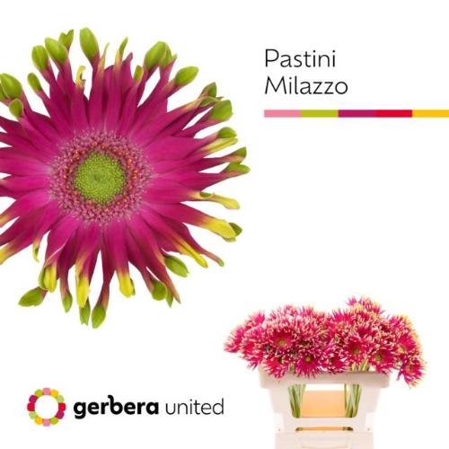 Gerbera grootbloemig Pastini Milazzo