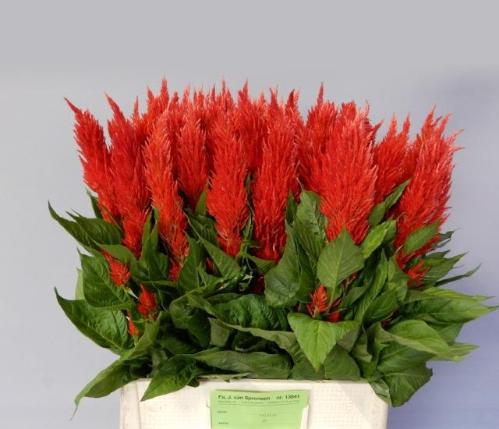 Celosia Plumosa Grp 'Century Fire'