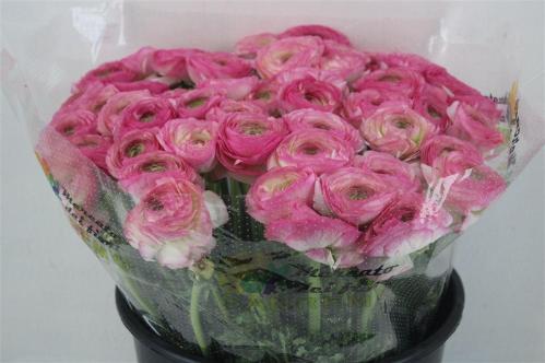 Ranunculus asiaticus Success Felicidade