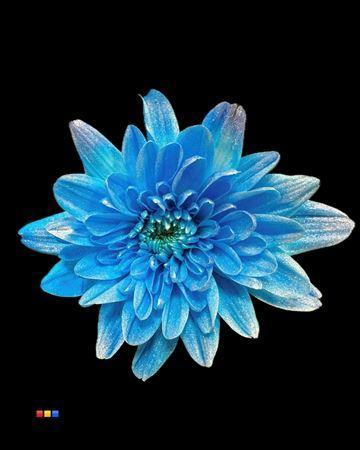 Chrysanthemum Indicum Grp tros kas kleurbehandeld H%