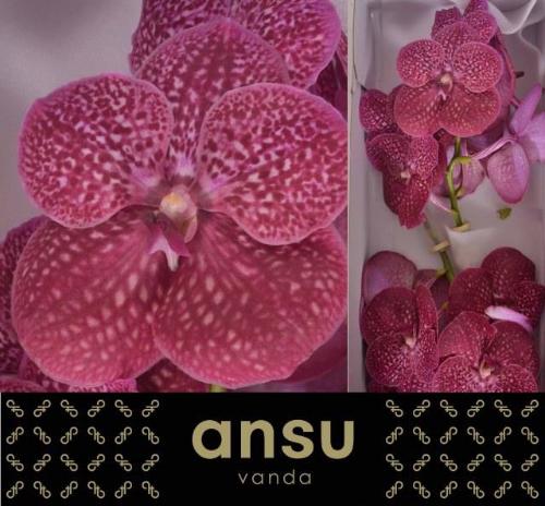 Vanda Nitaya Crimson Love