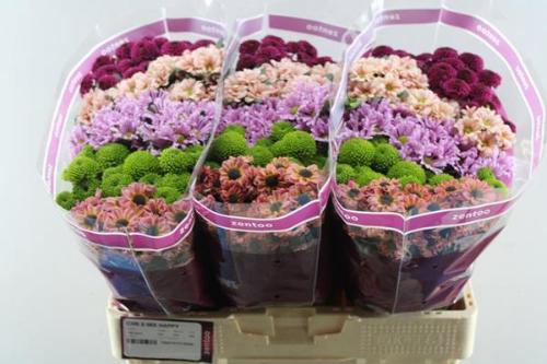 Chrysanthemum Indicum Grp tros santini gemengd