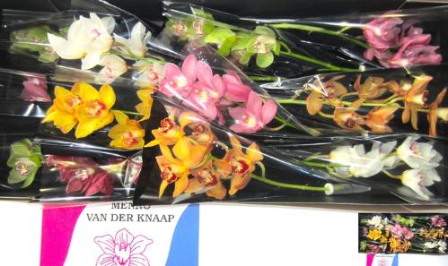 Cymbidium grootbloemig per tak gemengd