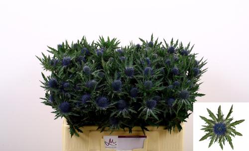 Eryngium Aquarius Questar