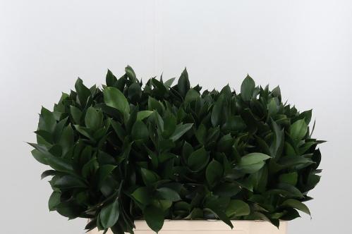 Ruscus hypophyllum (groot blad)