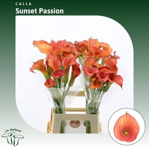Zantedeschia 'Sunset Passion'