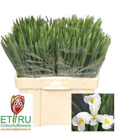 Iris (Hollandse Iris Grp) 'White Magic'