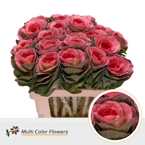 Brassica oleracea kleurbehandeld H%