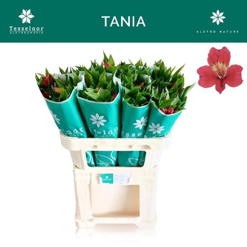 Alstroemeria Tania