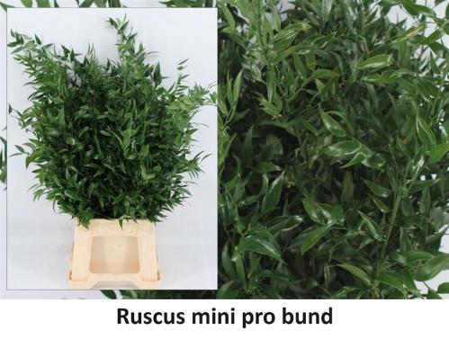 Ruscus aculeatus per bos