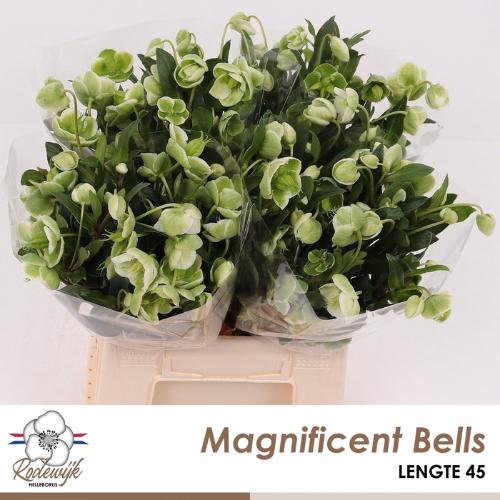 Helleborus 'Winterbells'