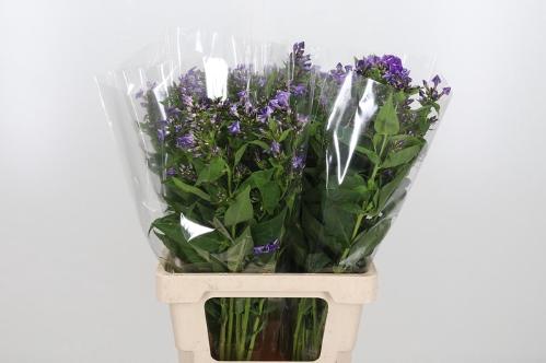 Phlox Paniculata Grp 'Crissy'