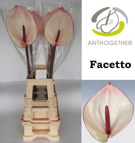 Anthurium Andreanum Grp Facetto