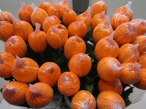 Chrysanthemum (Indicum Grp) geplozen Antonov kleurbehandeld H%