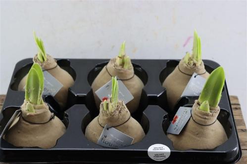 Hippeastrum bol gewaxt H%