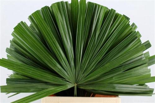 Chamaerops sp. (blad)