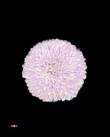 Chrysanthemum geplozen kas kleurbehandeld H%