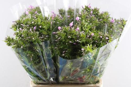 Phlox (Paniculata Grp)  'Sweet Kiki'