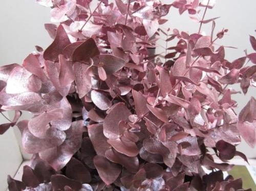 Eucalyptus cinerea kleurbehandeld per bos H%